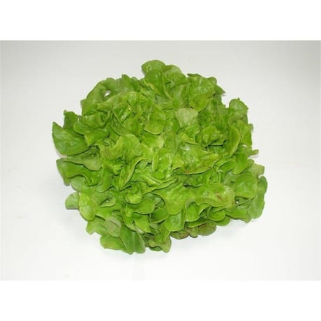 Le Potager de Marie Line salade feuille de chêne verte bio