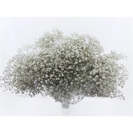 Gypsophile million star