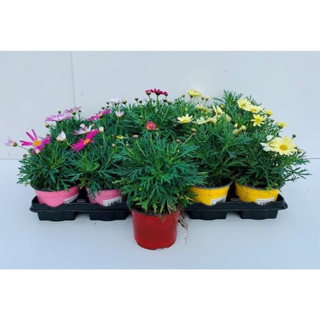 Anthemis série 2 pot 10cm5