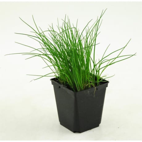 Ciboulette pot 1 litre bio