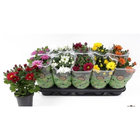 Chrysanhème multifleurs P13