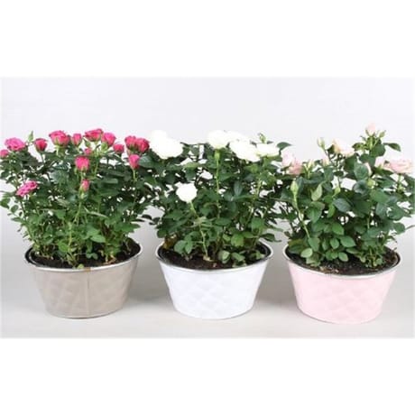 Rosier en coupe 20 cm pot plastique coloré