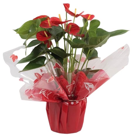 Anthurium pot 17 emballage fleuriste