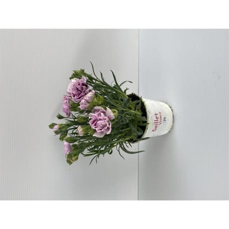 Oeillet double extra P10.5cm