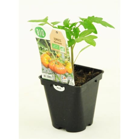 Tomate marmande bio pot 0.5L