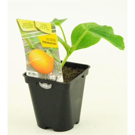 Potiron potimarron pot 0.5L