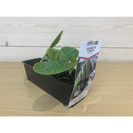 Courgette longue astia F1 verte B3 motte de 7