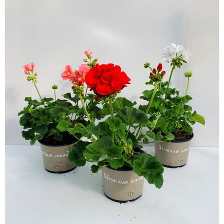 Géranium zonal pot 13cm