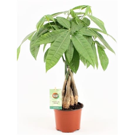 Plante verte mixte pot 12 cm
