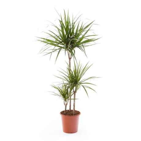 Dracaena pot 24 cm
