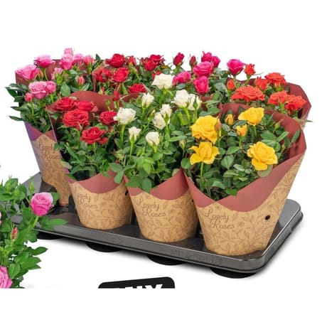 Rosier pot 12 cm gobelet