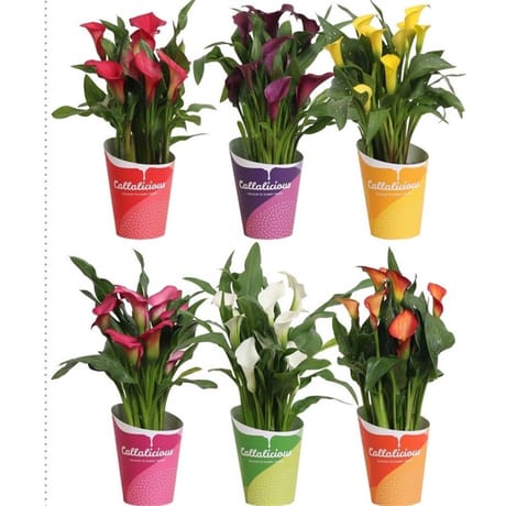 Zantedeschia pot 12 cm cp