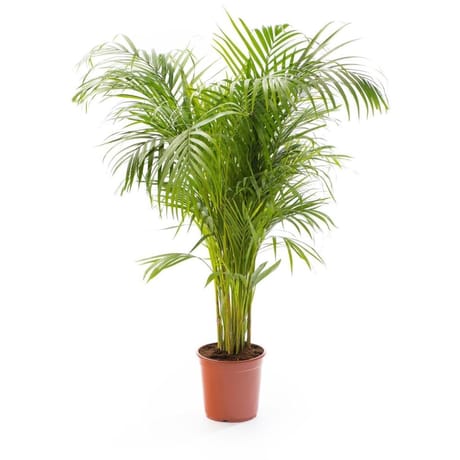 Areca pot 24 cm