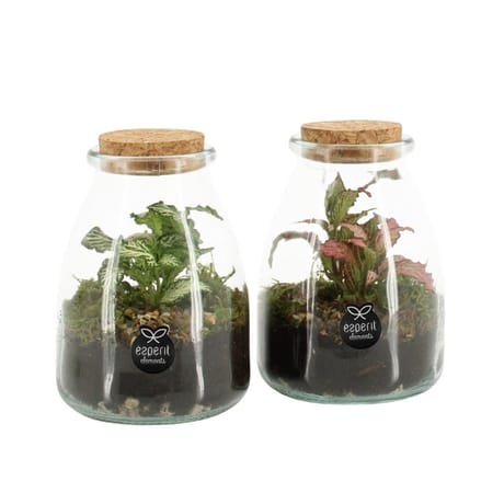 Terrarium 1 plante