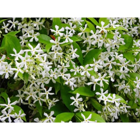 Jasmin Persistant pot 6 litres - tipi 150 cm