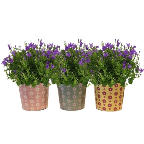 Campanule pot 10.5cm céramique