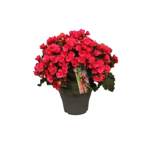 Begonia betulia mixte pot 19 cm ht 40 cm