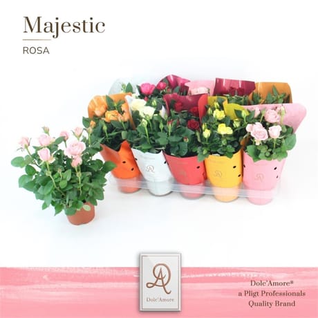 Rosier diamètre 12 cm  H: 28-32 cm