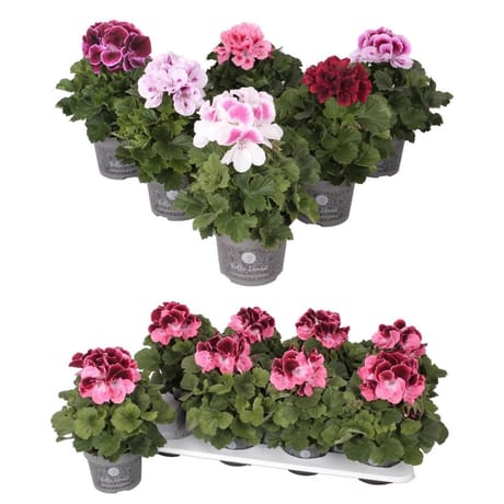 Pelargonium grandiflorum p13