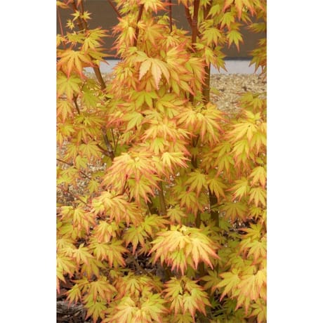 Acer palmatum variés  C 4,5