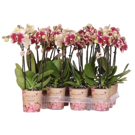 Phalaenopsis 2 tiges pot 9cm