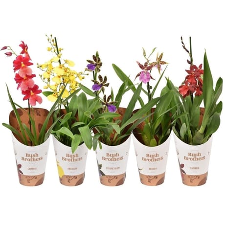 Orchidée 1 tige pot 12cm