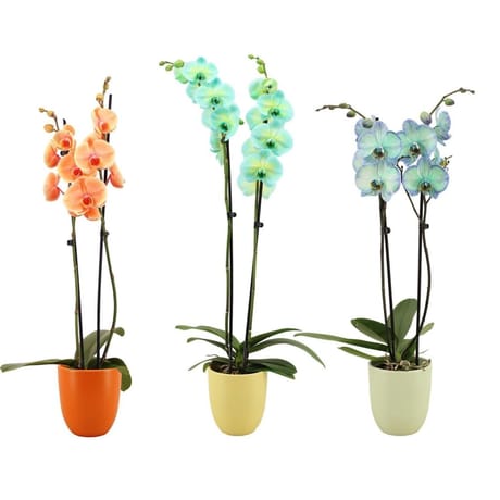 Phalaenopsis 2 tiges pot 12cm teintés céramique