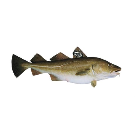 Cabillaud skrei