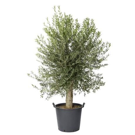 Olivier europaea tr 30/40 promo c70l