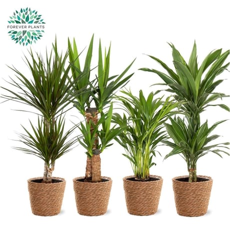 Plante verte mixte pot 19cm panier