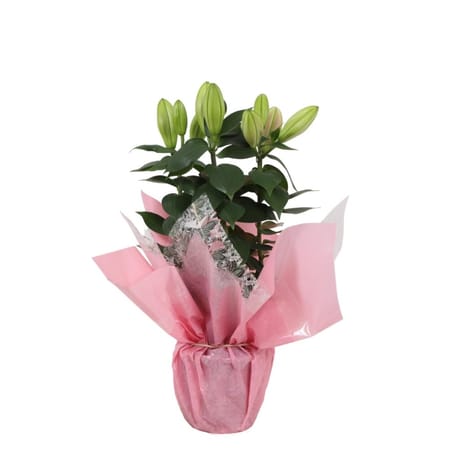 Lys Pot 13 emballage fleuriste