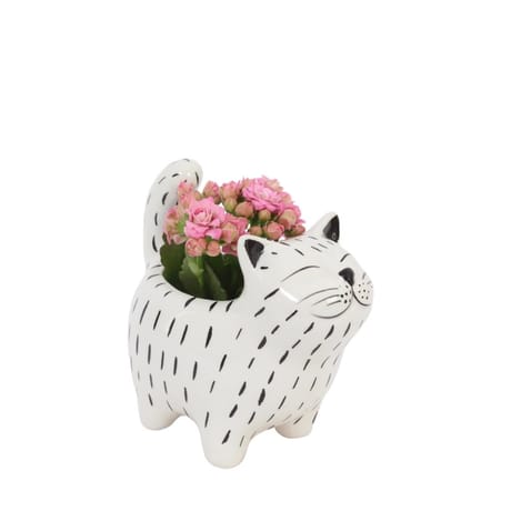 Composition Animaux - Céramique kalanchoe