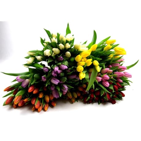 Bouquet de 20 tulipes
