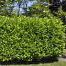 Prunus laurocerasus rotundifolia conteneur de 5 litres hauteur 80/100 cm
