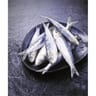 Sardines