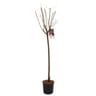 Prunus domestica prunier 10 litres 1/2 tige