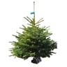 Sapin Nordmann qualité standard  150/175