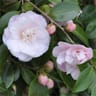 Camelia japonica 3 ans d'age c.2l
