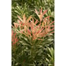 Pieris japonica variés  C 4,5