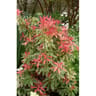 Pieris japonica variés  C 4,5