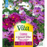 Vita Vilmorin cosmos grande fleur
