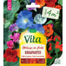 Vita Vilmorin melange fleur grimpante 4m2