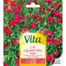 Vita Vilmorin lin a grande fleur rouge