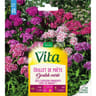 Vita Vilmorin oeillet poete double mix