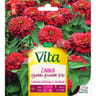 Vita Vilmorin zinnia dahlia ecarlate