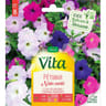 Vita Vilmorin petunia nain compact mix