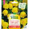 Vita Vilmorin oeillet inde petite yellow