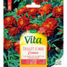 Vita Vilmorin oeillet inde carmen