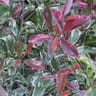 Photinia fraserii pink marble cassini conteneur de 4 litres
