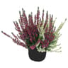 Calluna trio conteneur de 2 litres